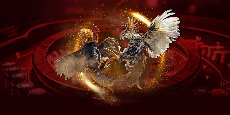 Tổng quan về sảnh cược đá gà